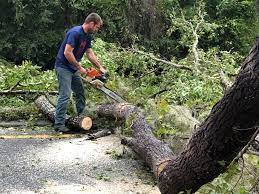 Best Hazardous Tree Removal  in Biola, CA