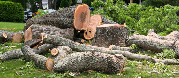 Best Arborist Consultation Services  in Biola, CA