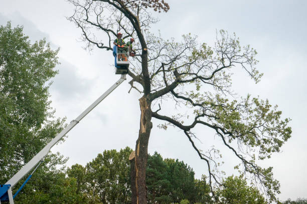 Trusted Biola, CA Tree Removal Services Experts