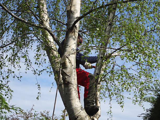 Best Arborist Consultation Services  in Biola, CA